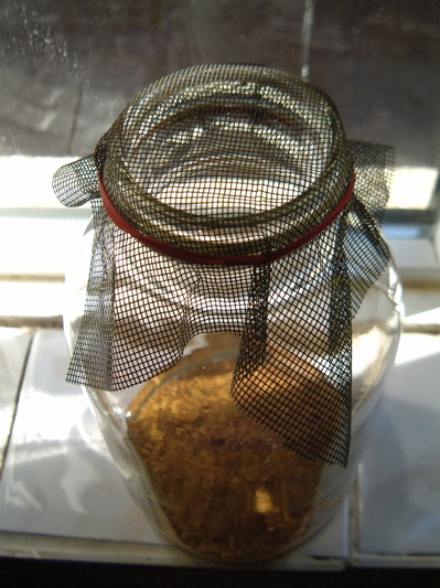 Sprouting jar